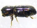 Xyleborinus saxesenii